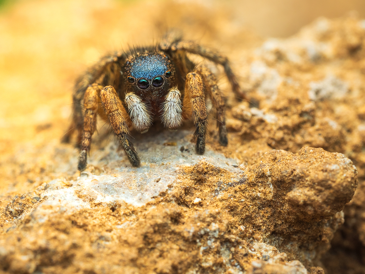 Aelurillus v-insignitus