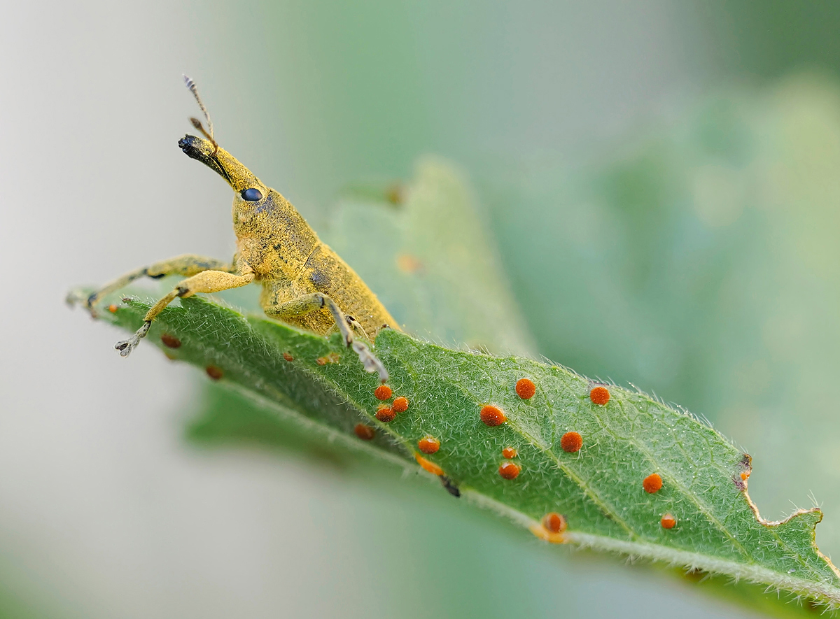 Lixus angustatus '26