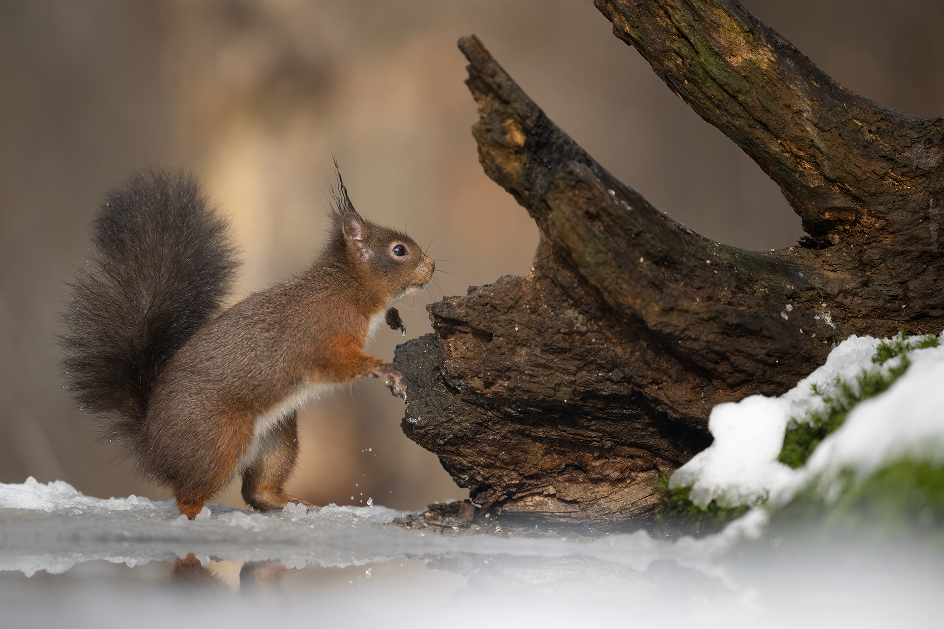 Schneekobold