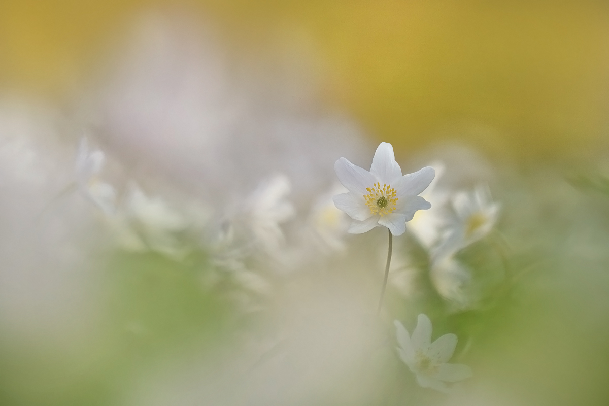 Viele, viele Röschen