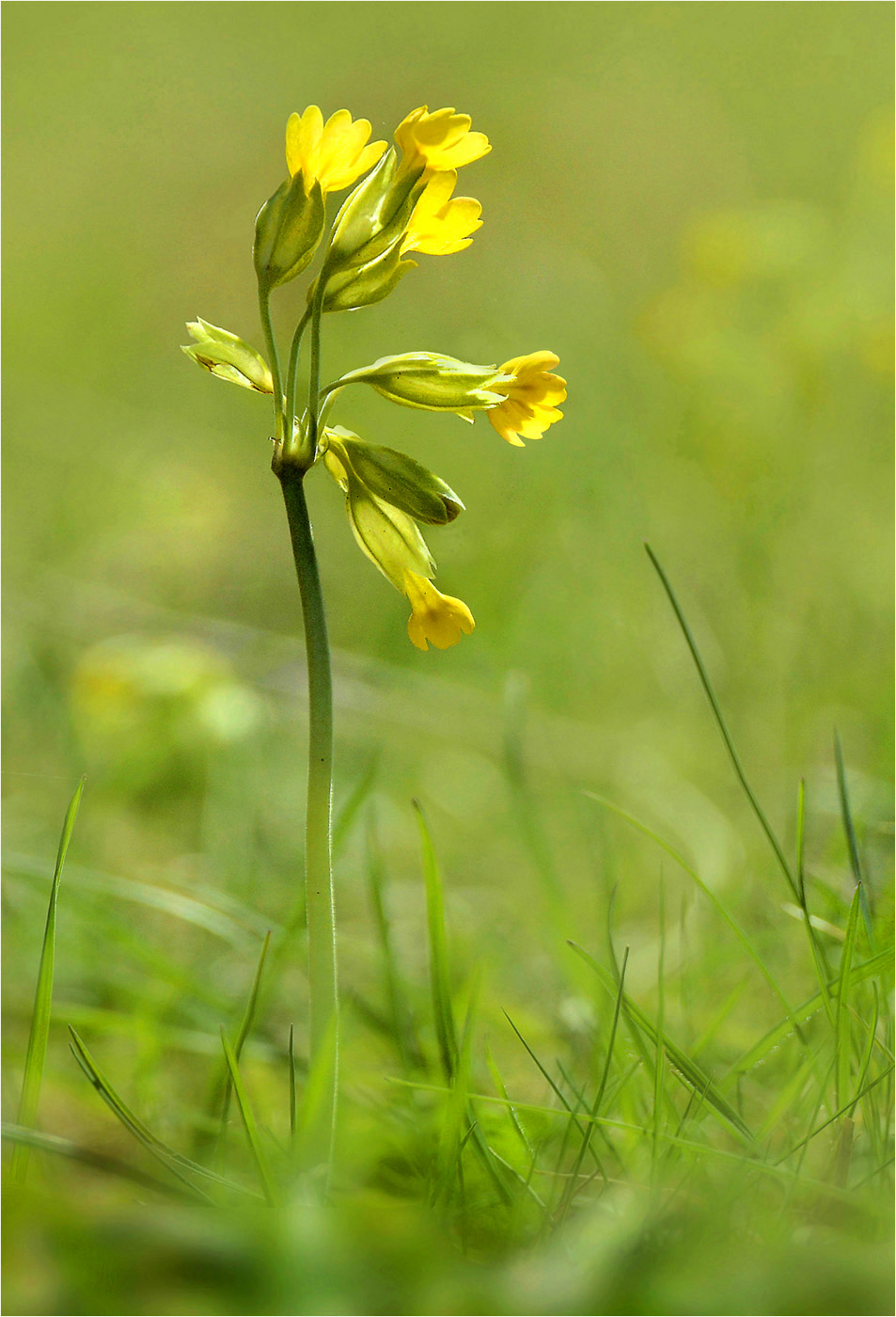 Wiesenschlüsselblume