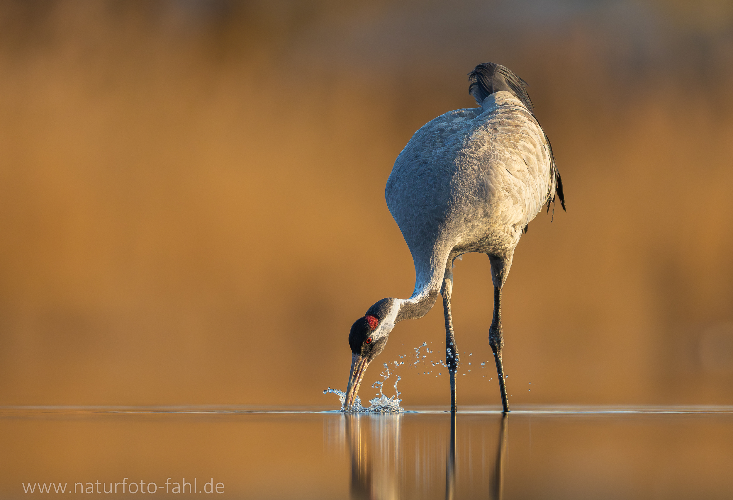 Kranich am Abend