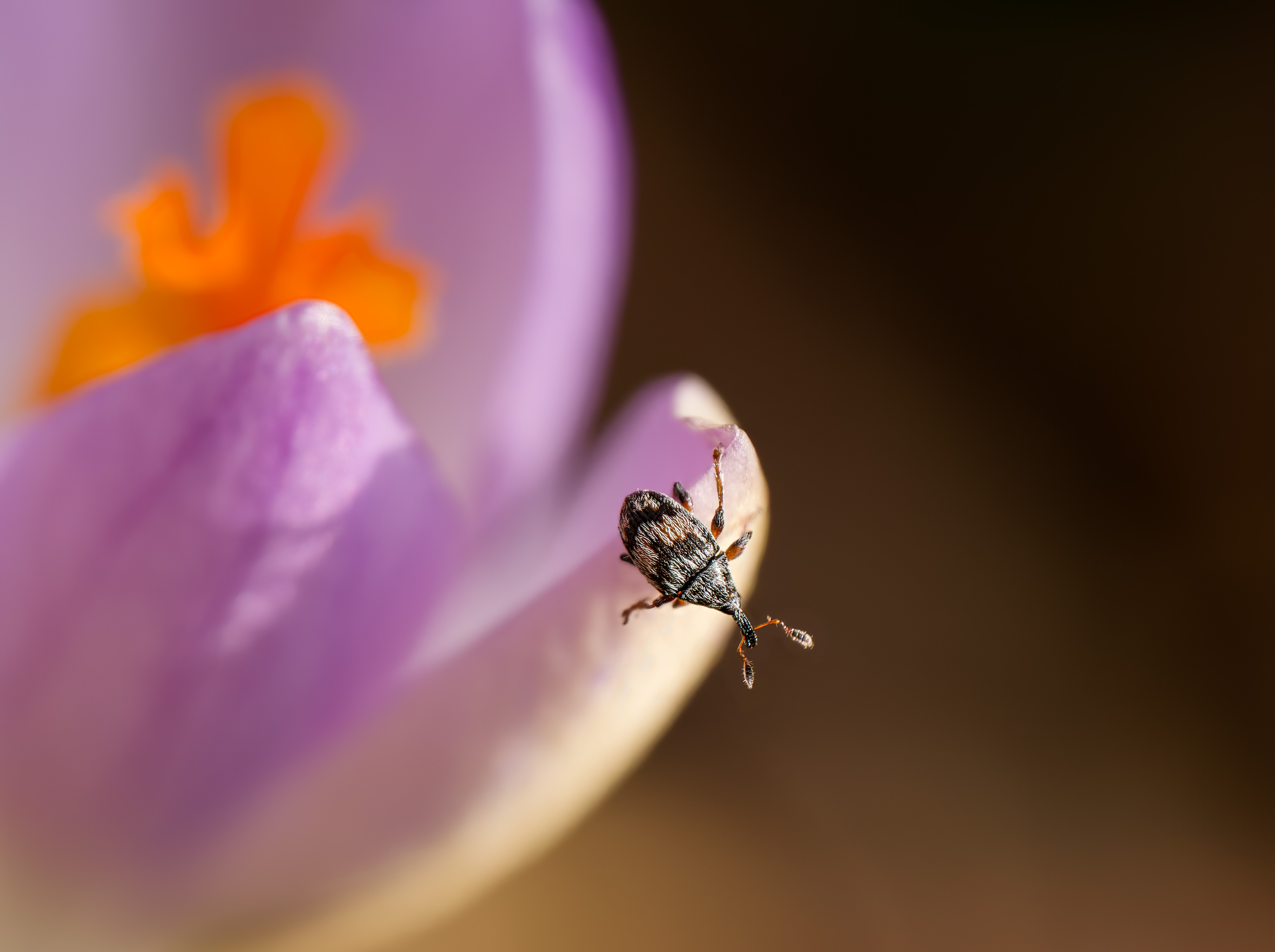 extreme Spezialisierung, präzises Timing, versteckte Entwicklung