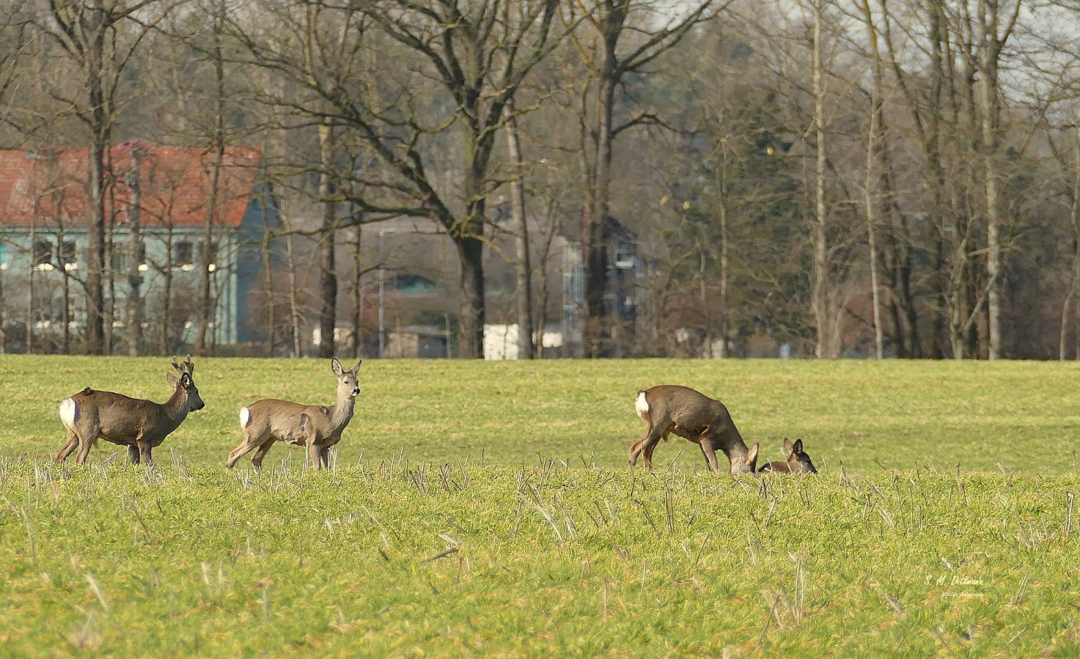 Bei Netzelkow