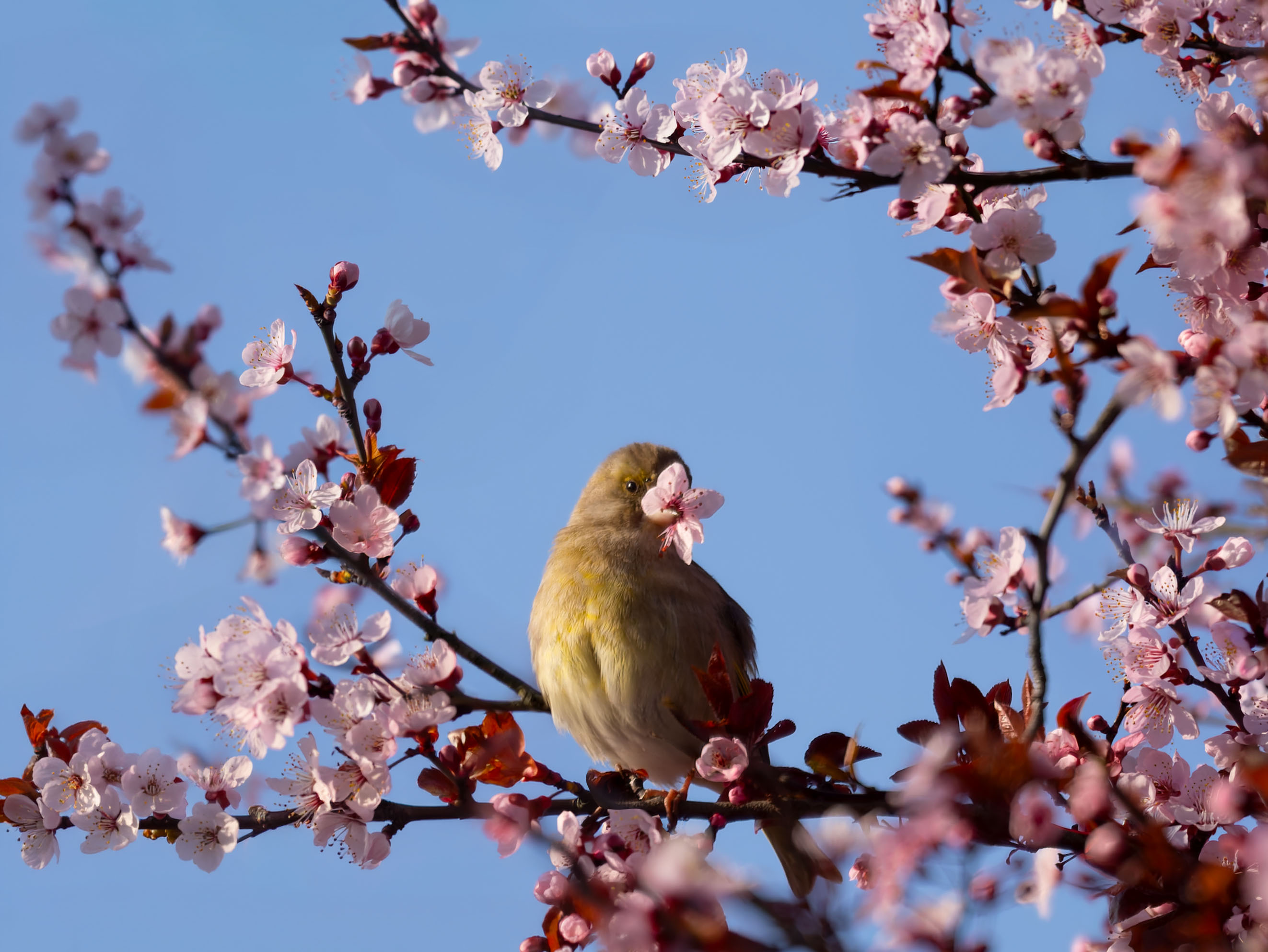 Grünfinken mögen auch Vitamine