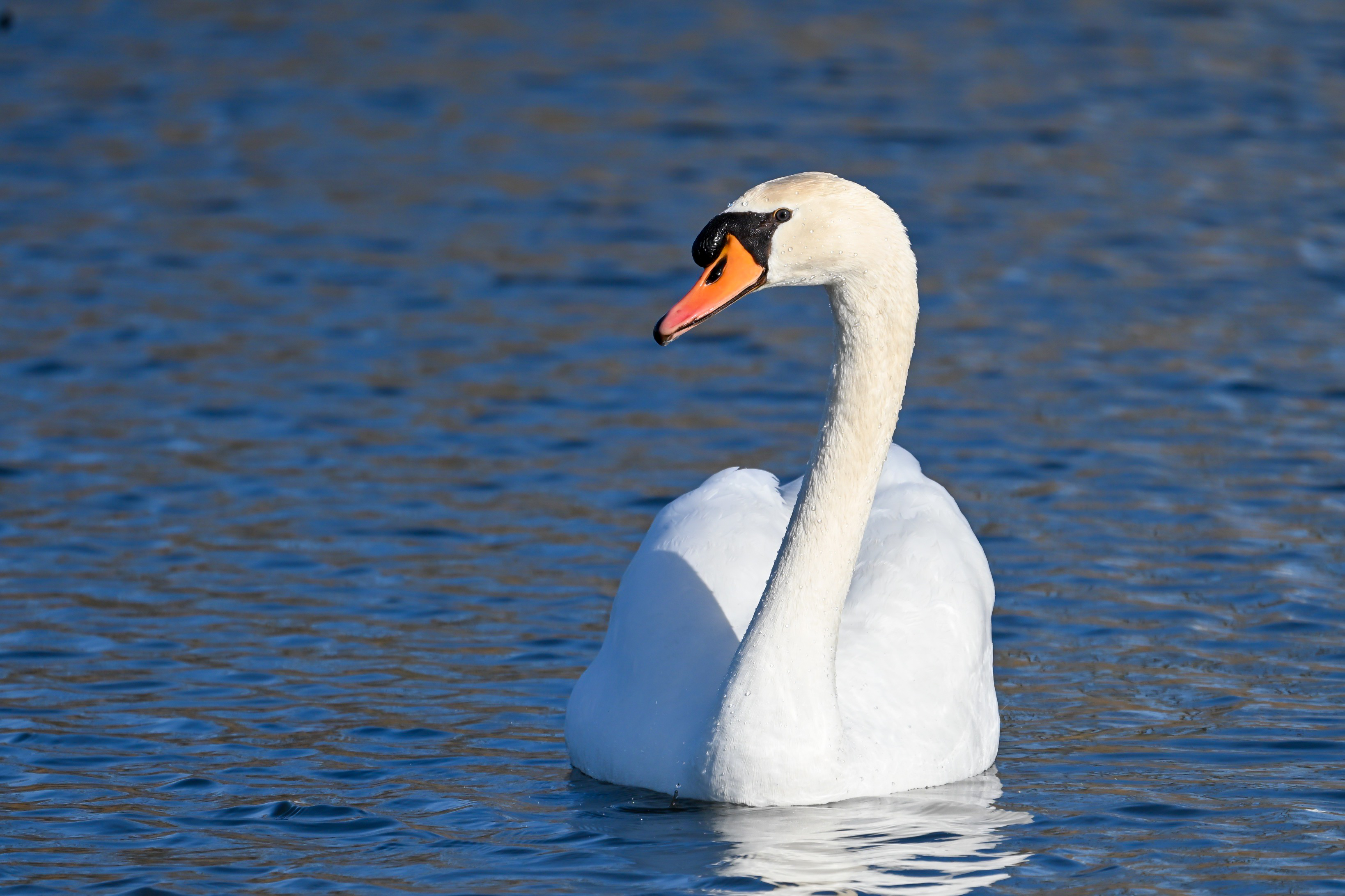 Höckerschwan am Morgen