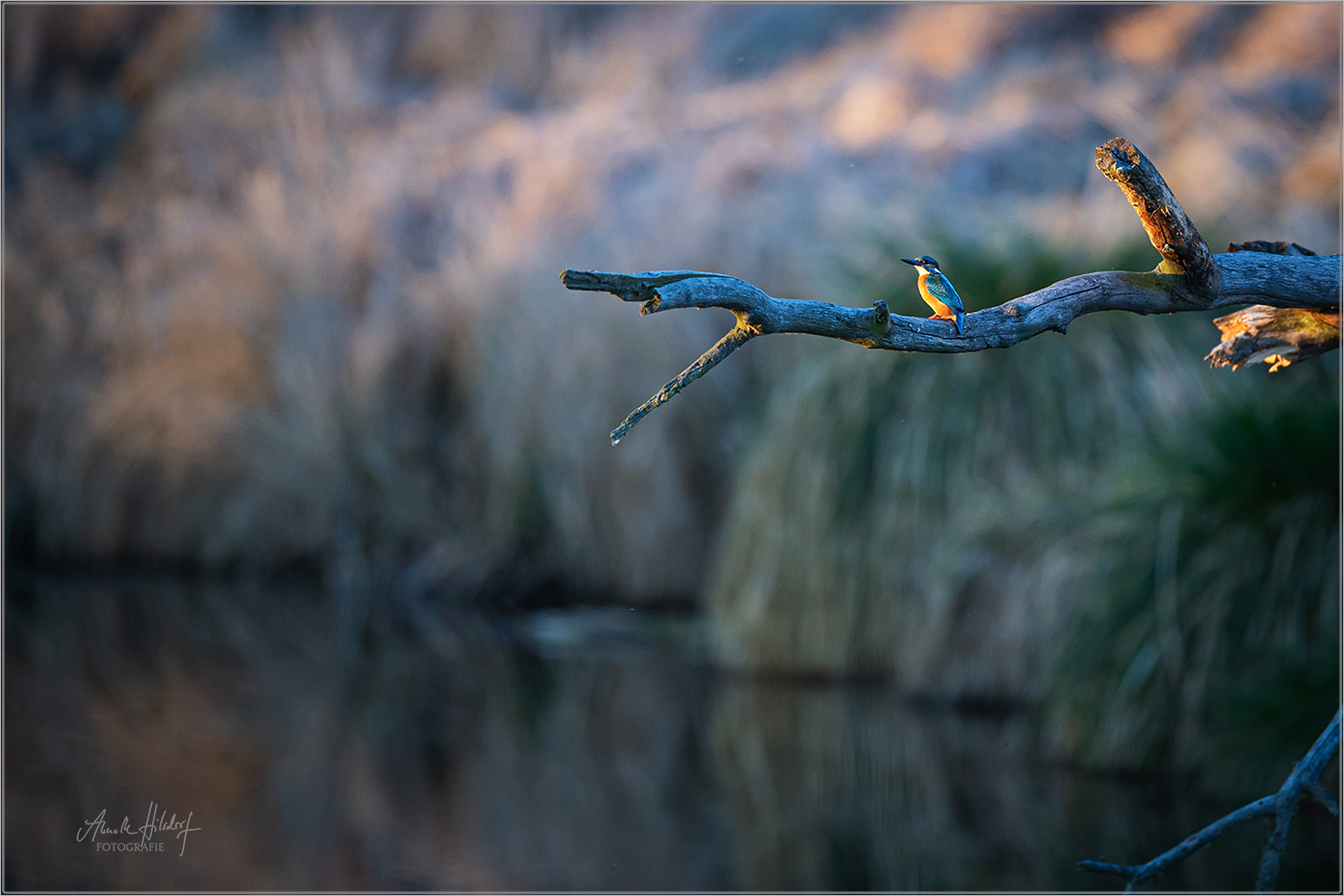 Eisvogel im Lebensraum