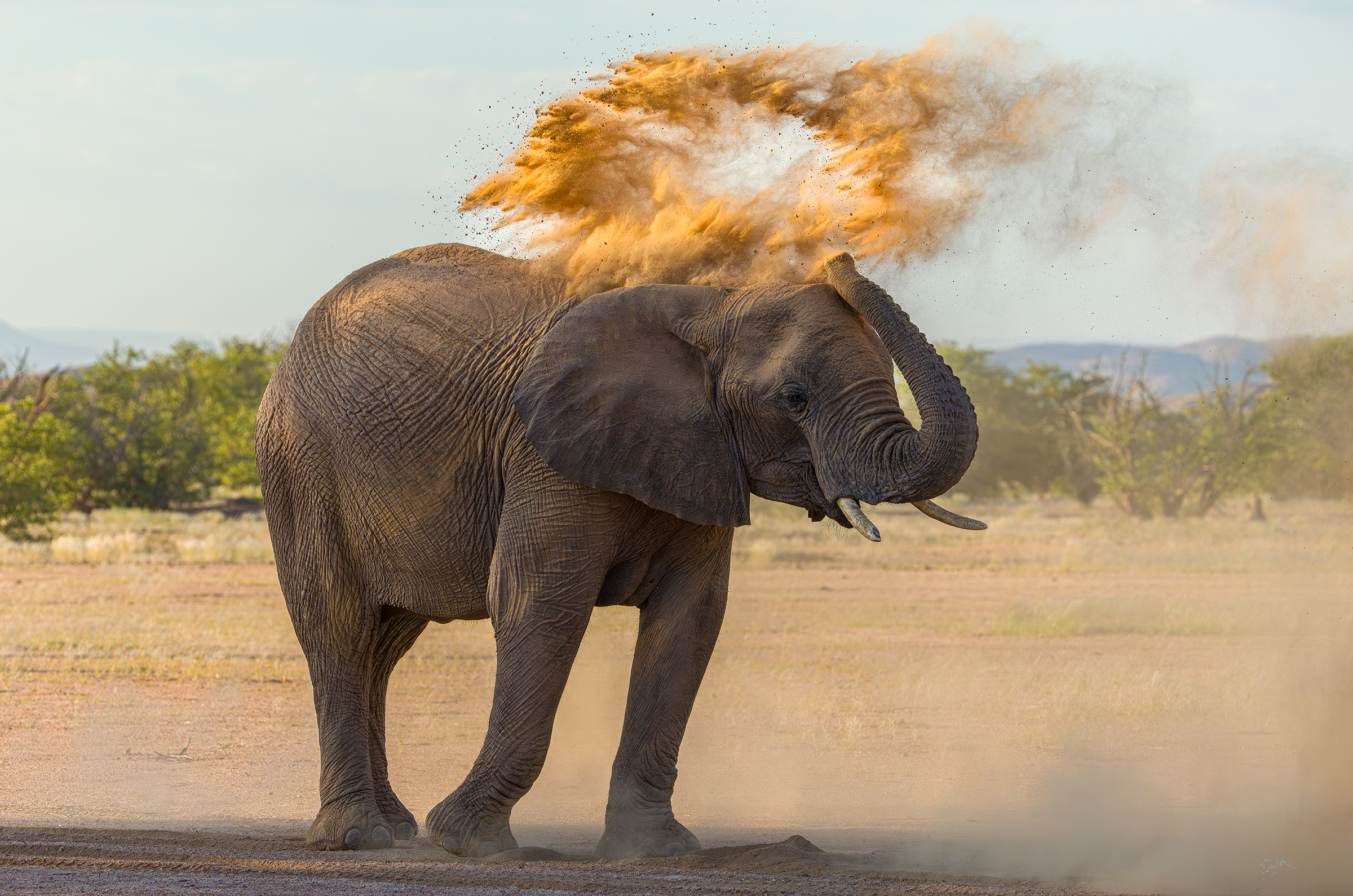 Wüstenelefant ...