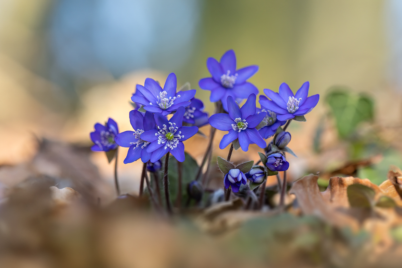 Leberblümchen-Gruppe ...