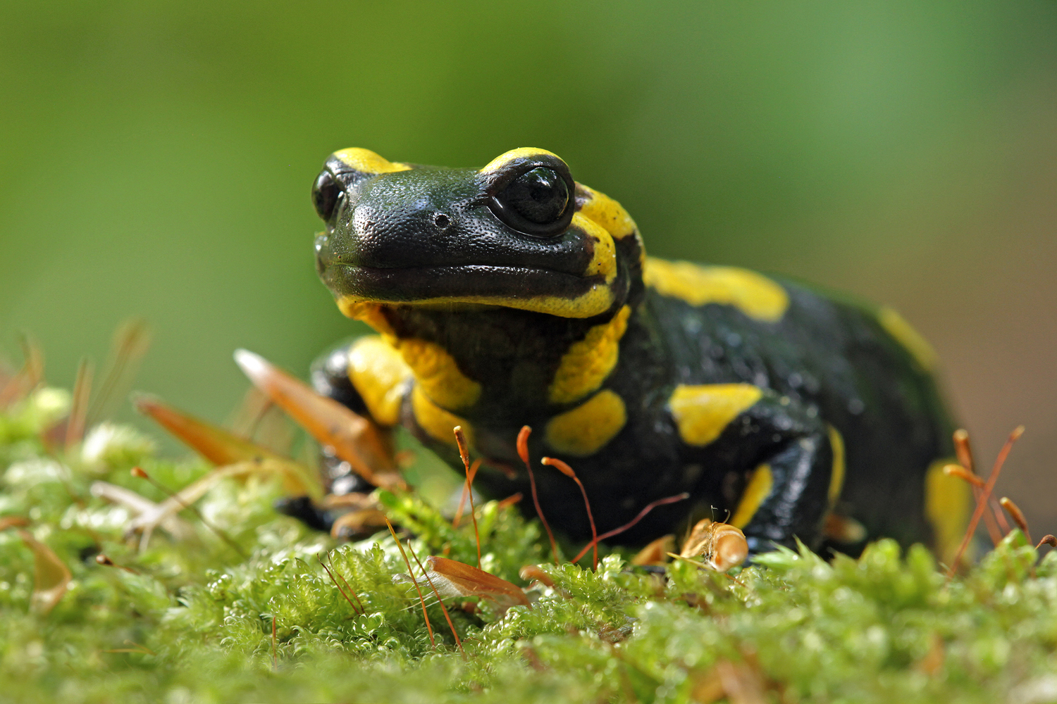 Erschöpft von der Nacht ...