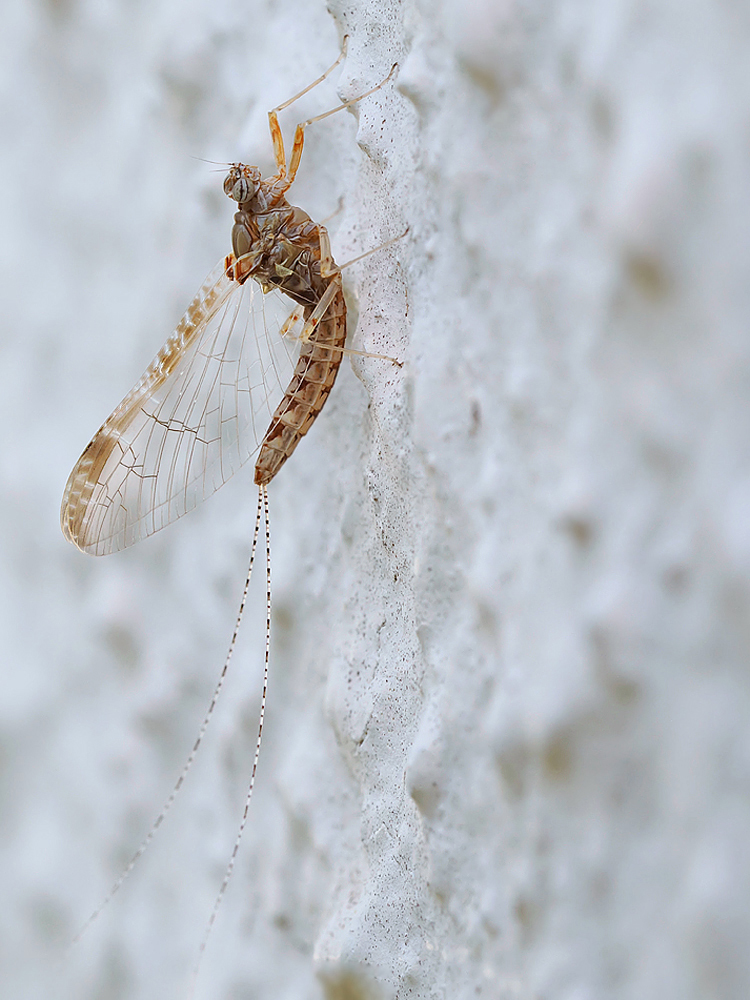 Fliegenhaft (Cloeon dipterum)