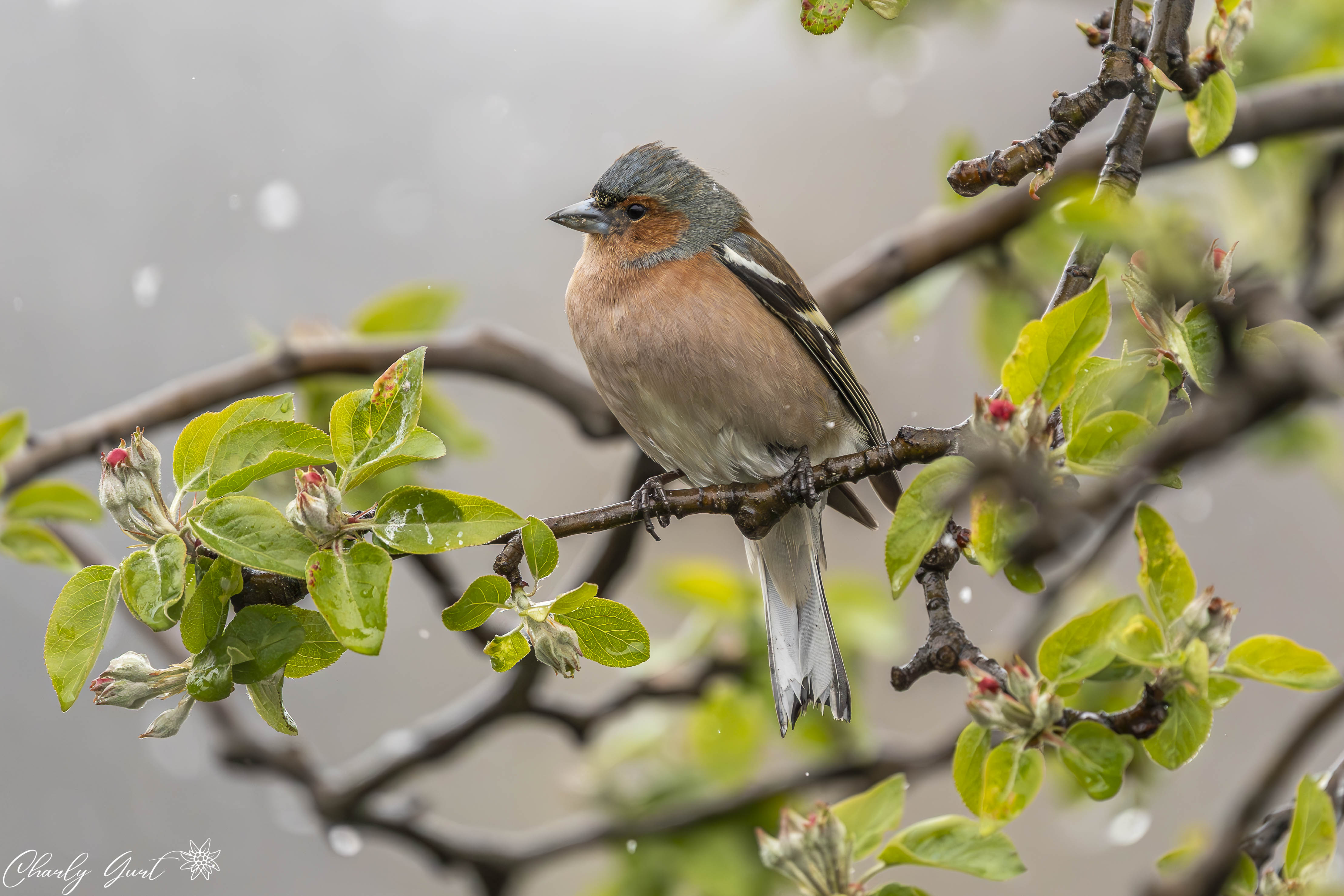 Im sanften Schneegestöber
