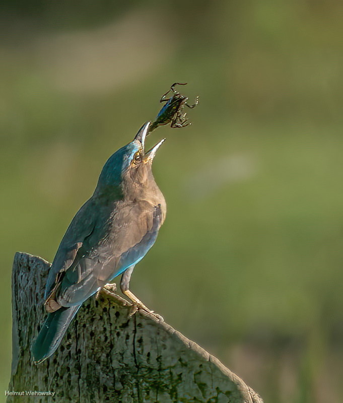 Fliegender Skorpion?