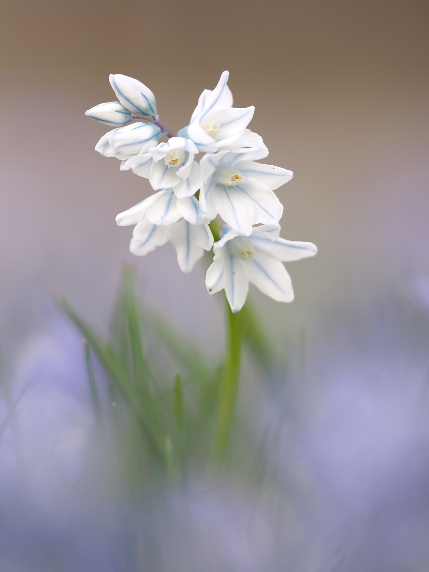 Blaustern in weiss