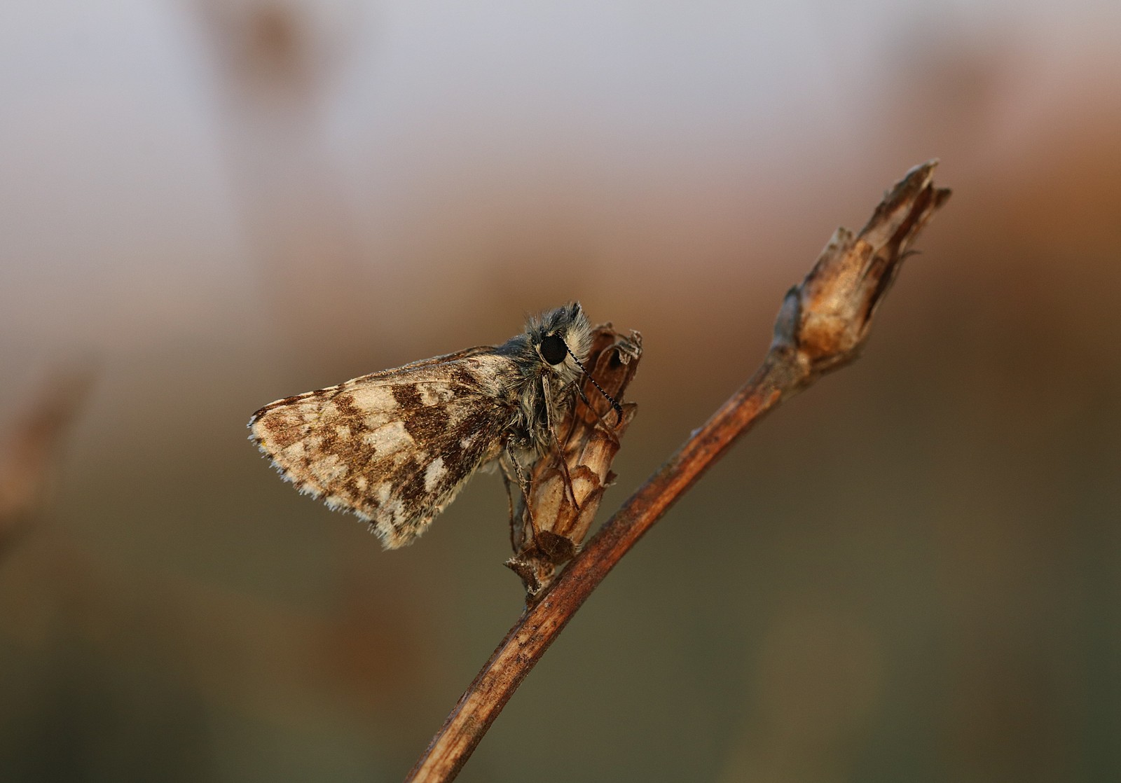 Herbstlicher Dickkopffalter