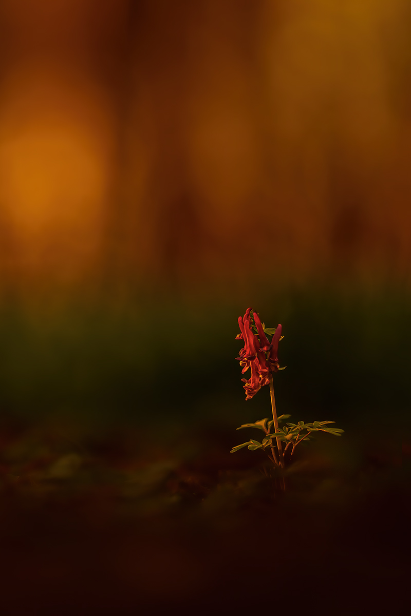 Gefingerter Lerchensporn