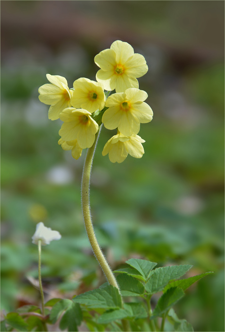 Waldschlüsselblume