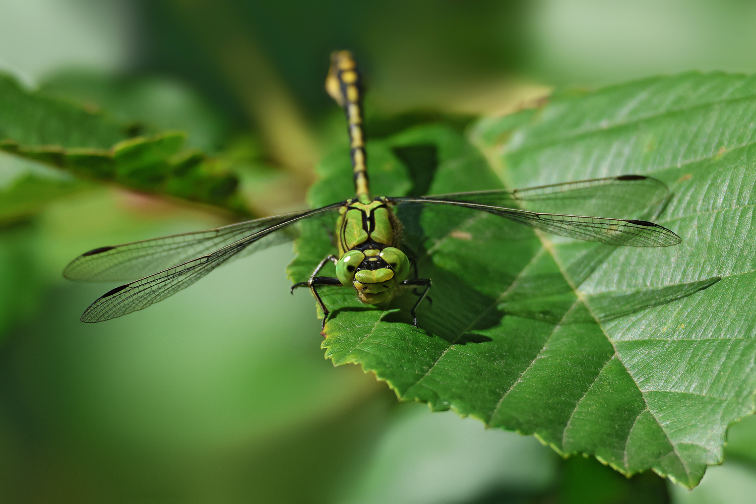 Green Snaketail - Grüne Flussjungfer