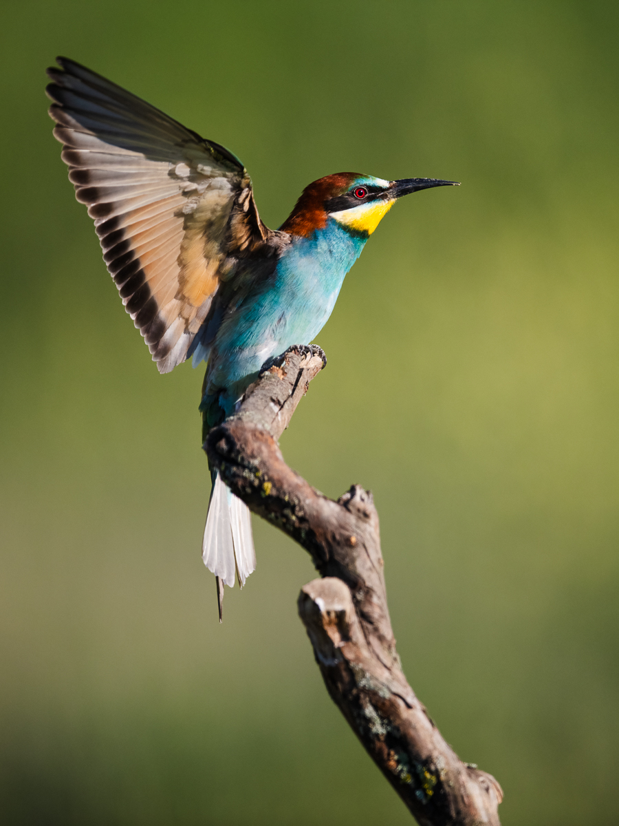 Bienenfresser Portrait