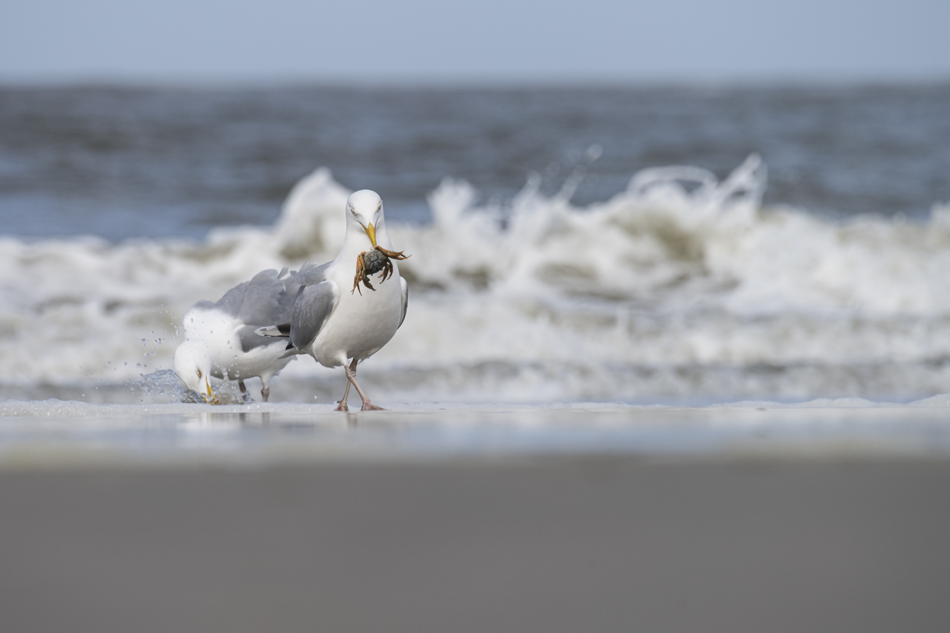 ______fangfrisch_______