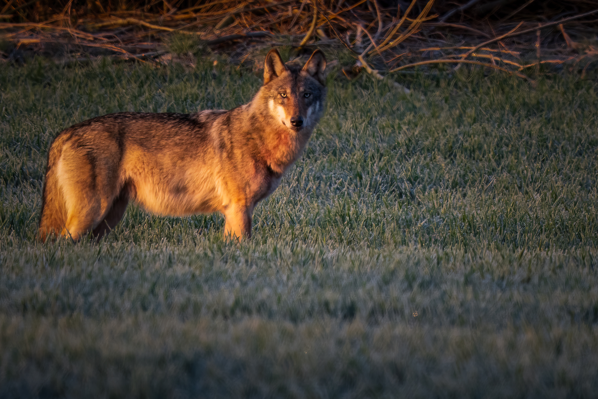 Mein erster Wolf