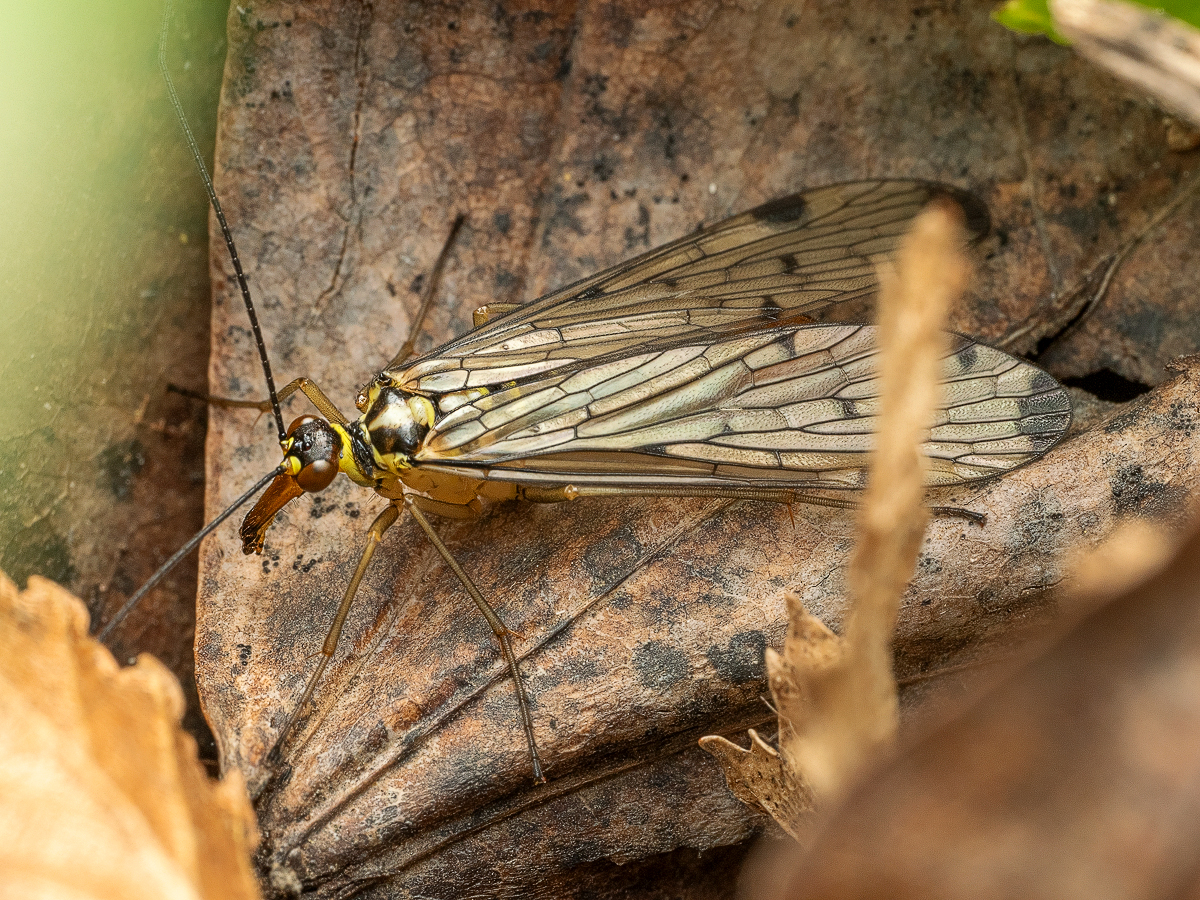 Skorpionsfliege