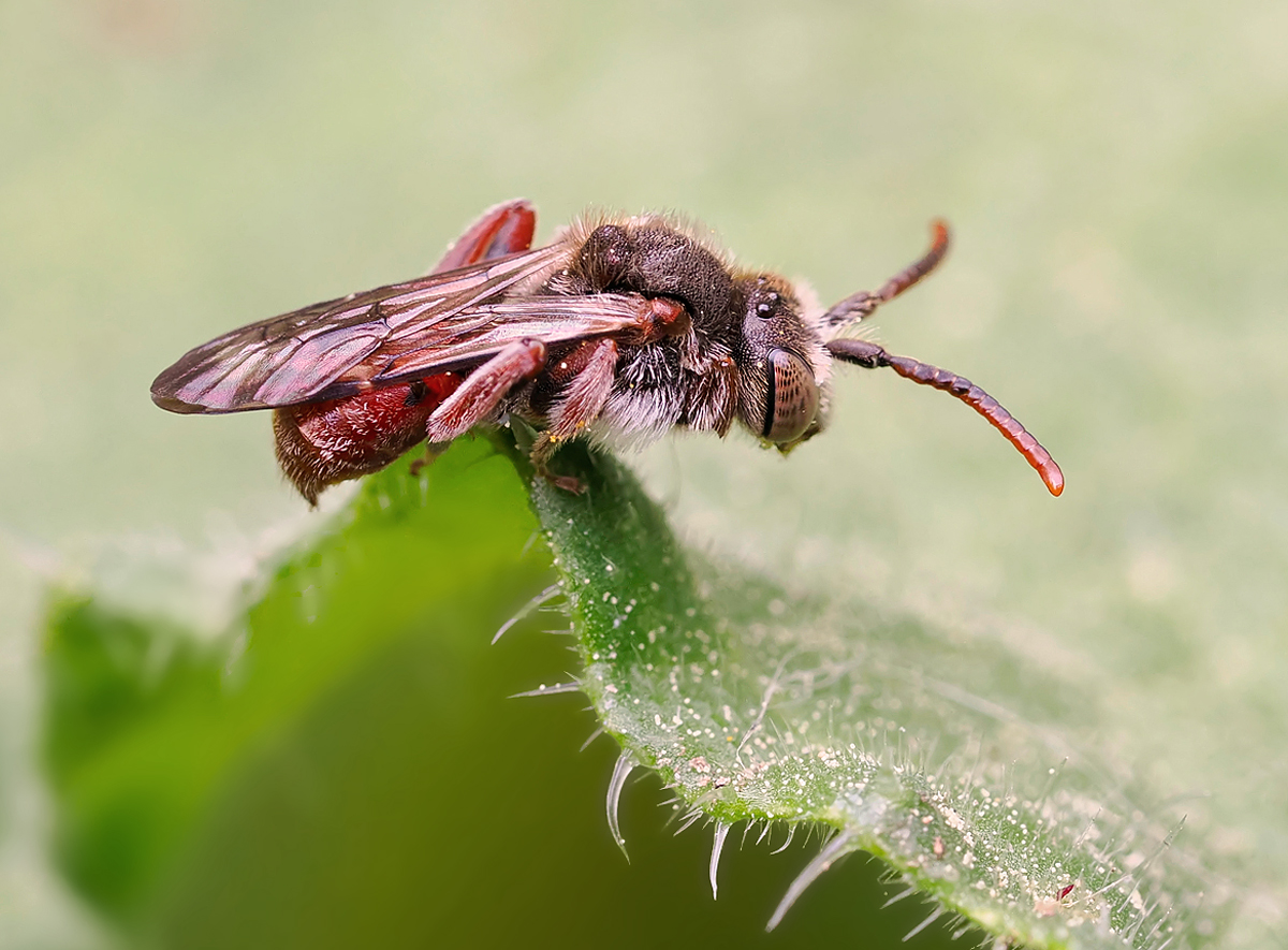 Nomada pleurosticta (Weibchen)