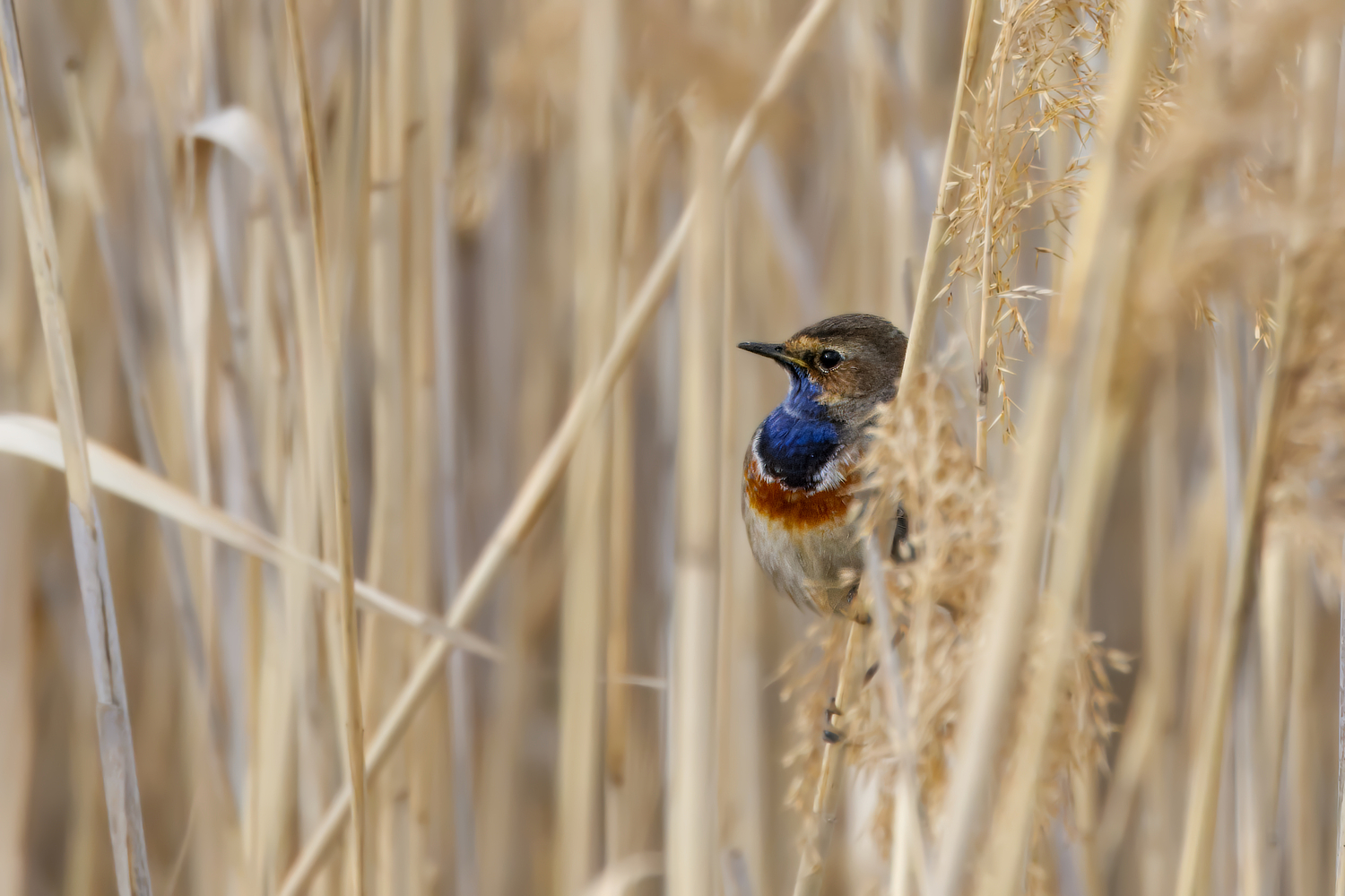 Weißstirniges Blaukehchen