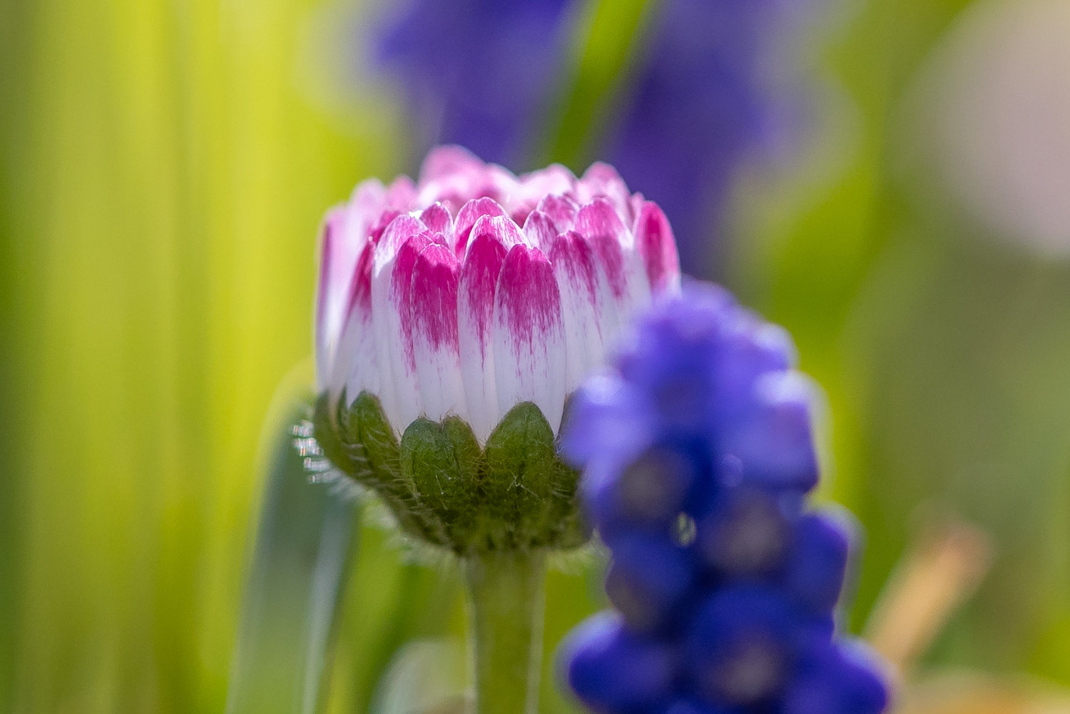 Gänseblümchen