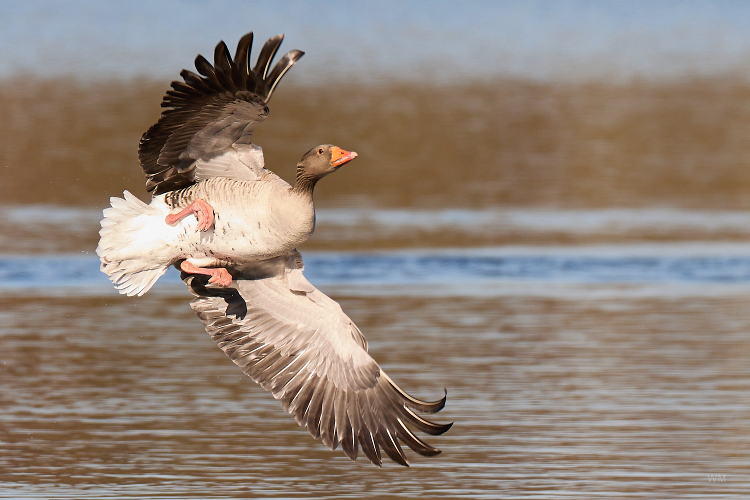 Eine Gans