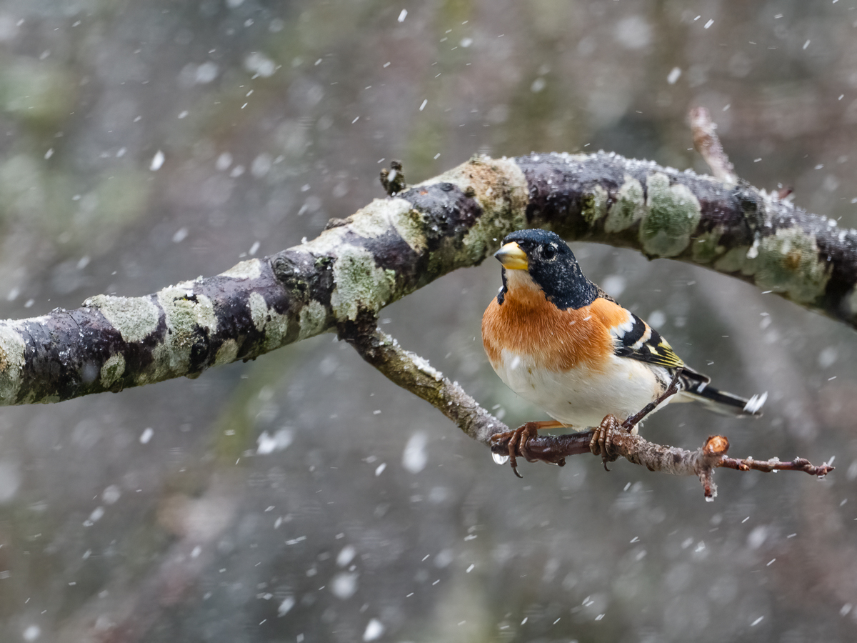 Bergfinken lieben den Schnee