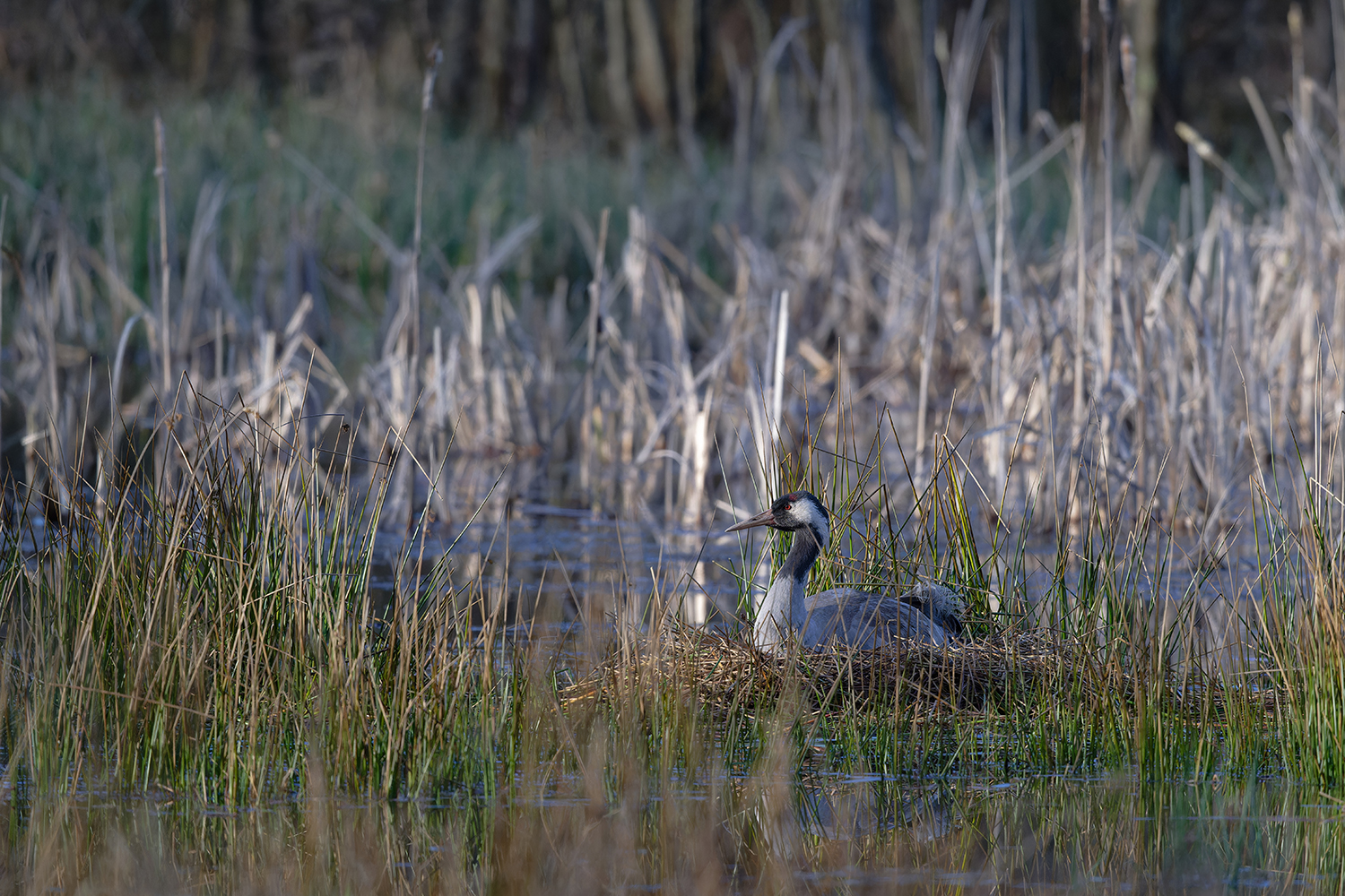 Heimlich, still und leise ...