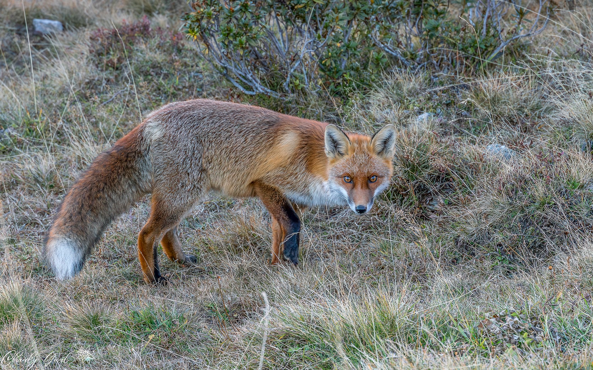 Bergfuchs