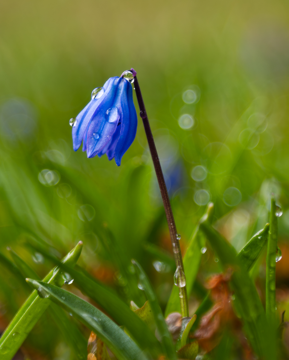 Blauglöckchen nach Regen