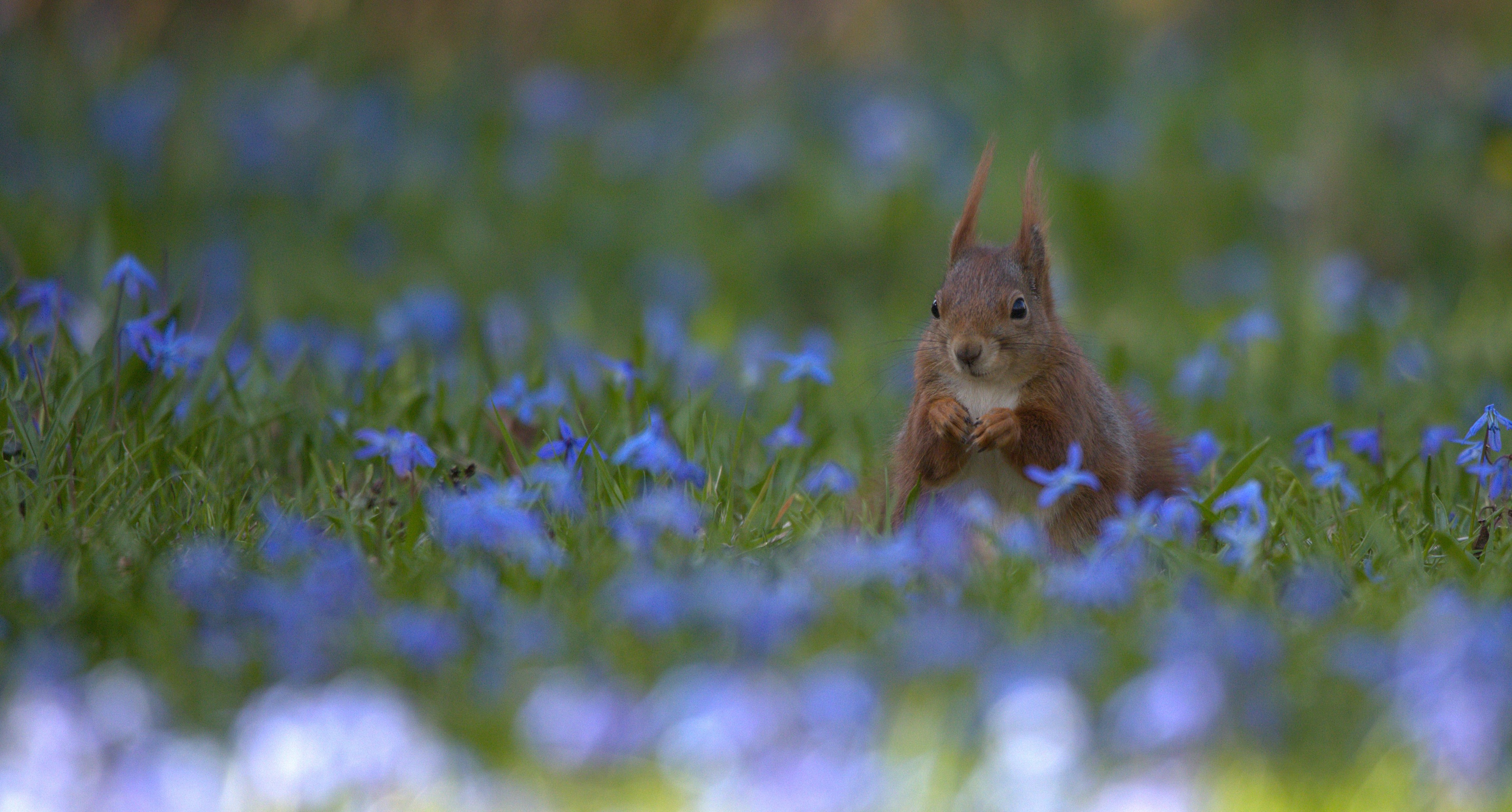 Eickater in der -Blausternwiese....solche Gelegenheiten bieten sich nur selten ..zu schnell ist die Scilla-Blüte schon wieder vorbei...BG