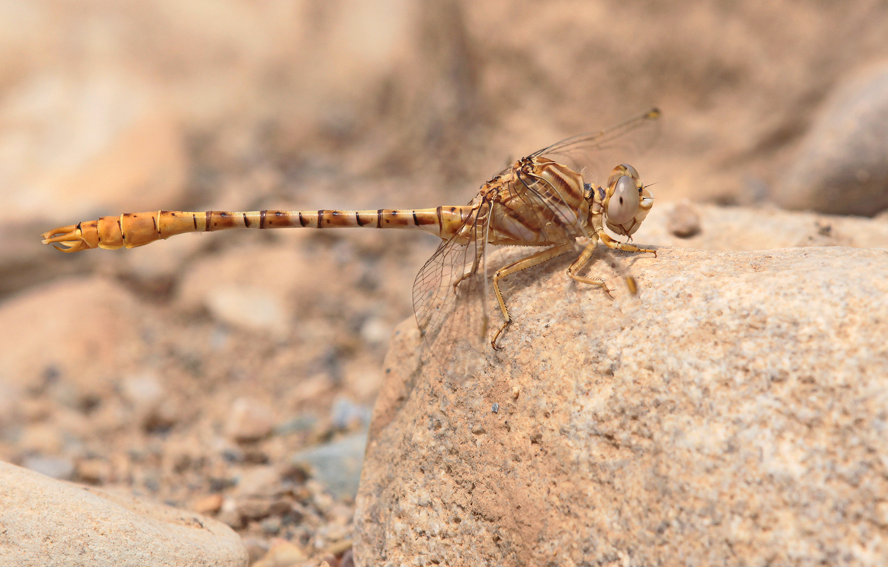 Braune Zangenlibelle (Onychogomphus costae)