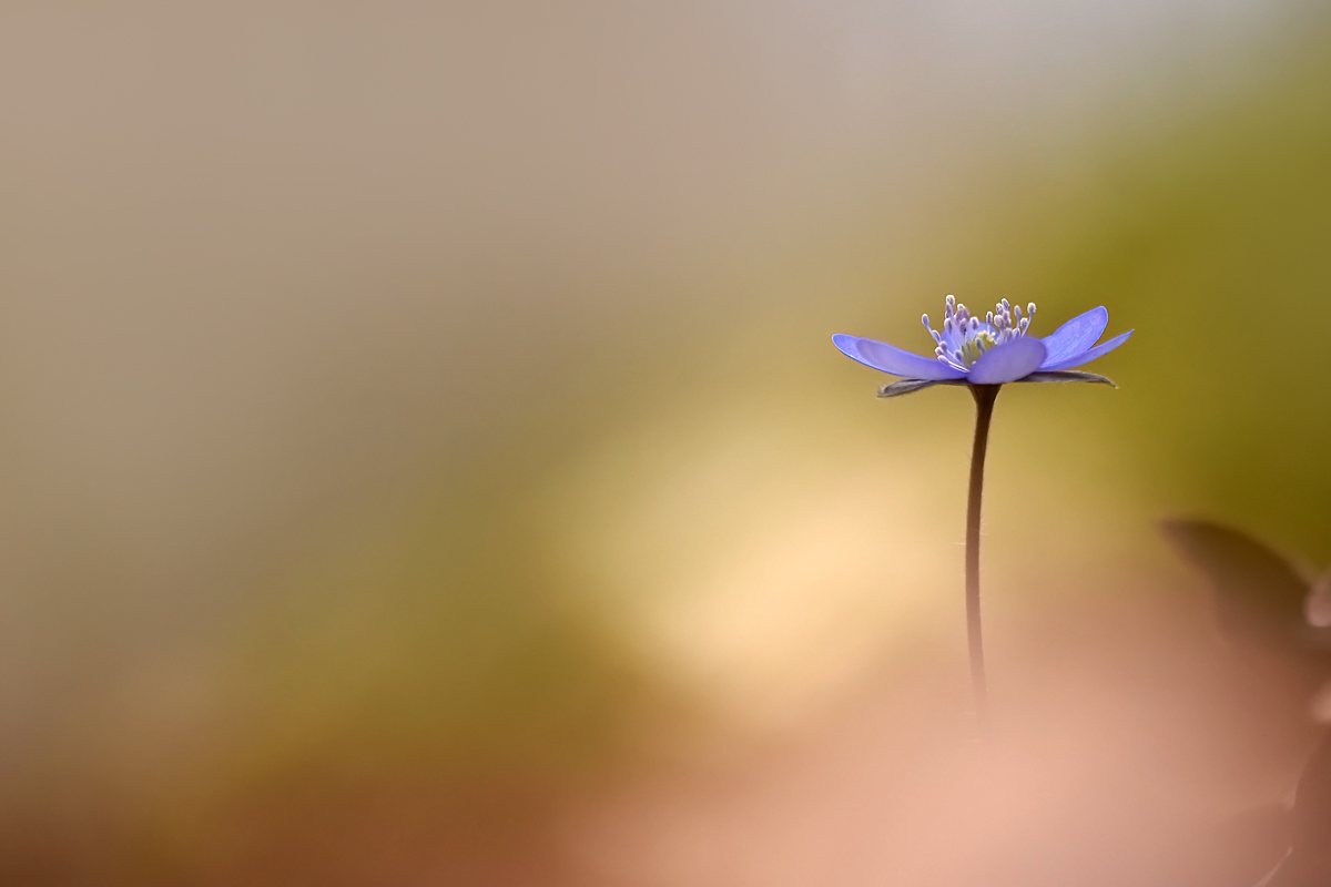Blaue Schönheit