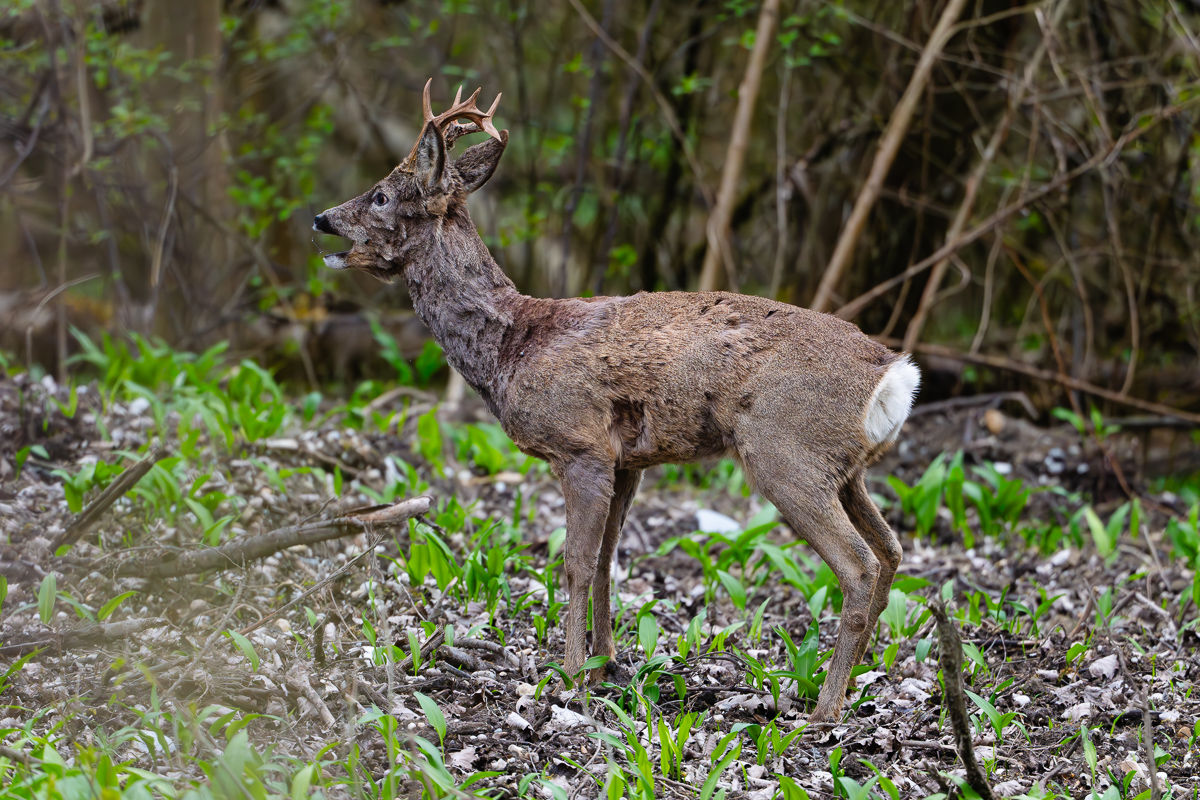 Rehbock Bellen