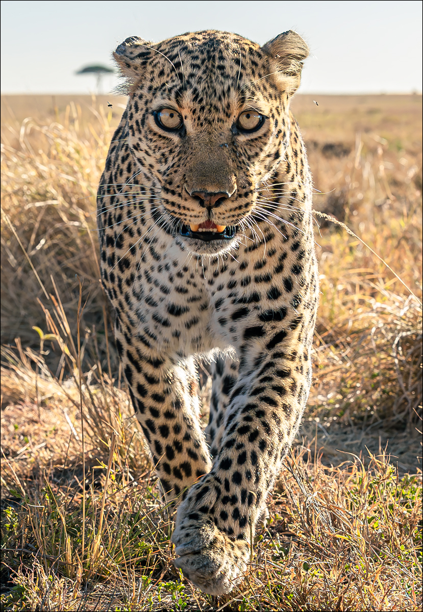 Leopard
