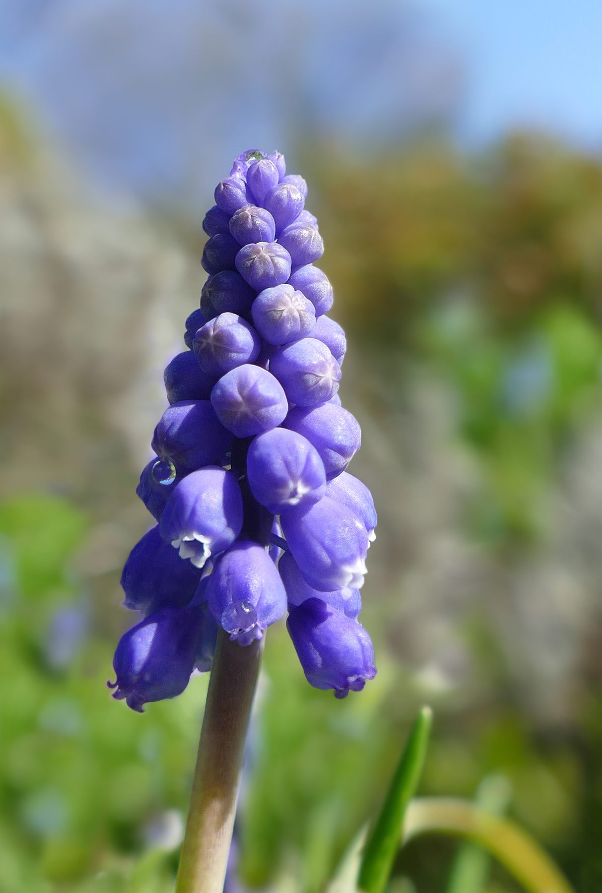 Muscari ...