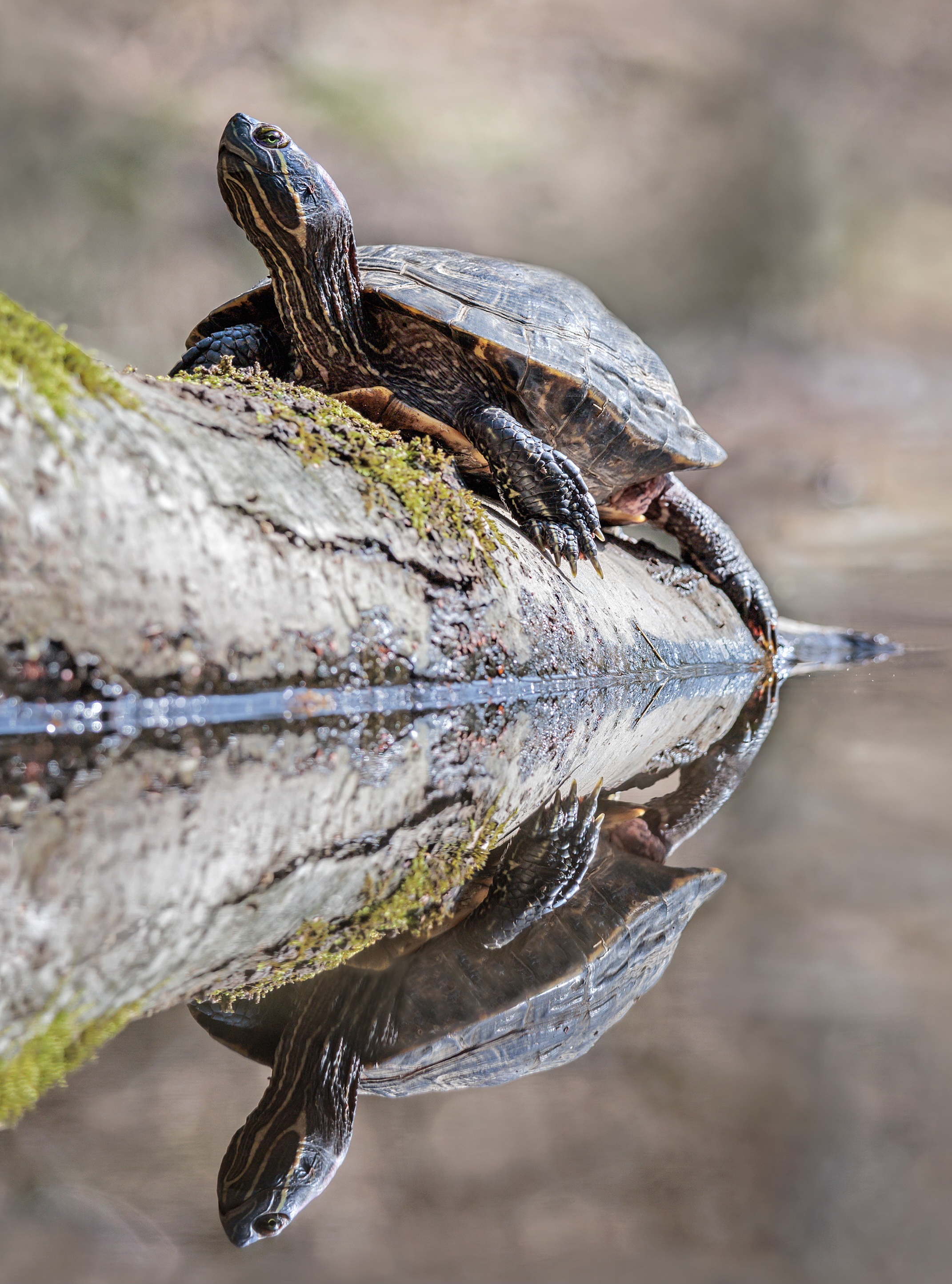 Eine Rotwangen-Schildkröre.