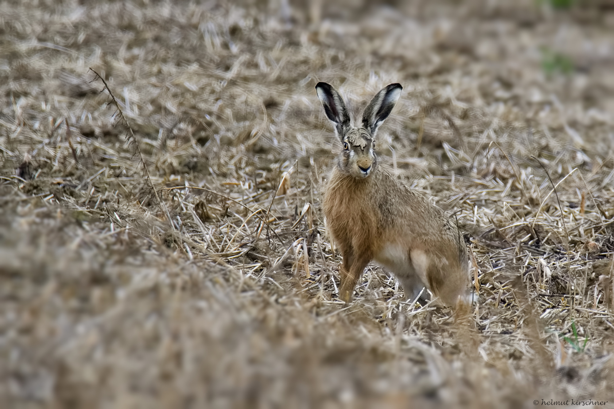 Kleiner Steinbock