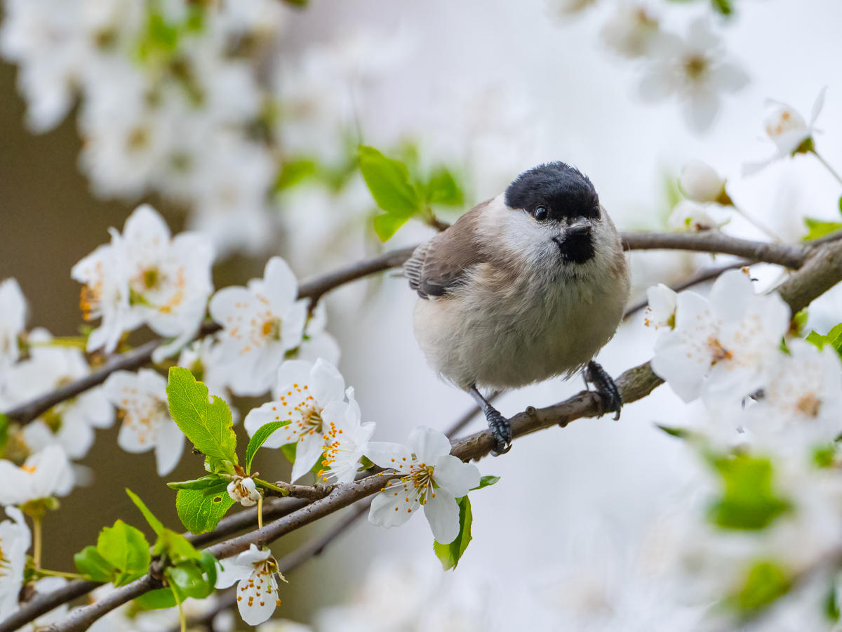 Sumpfmeise unter Frühlingsblüten