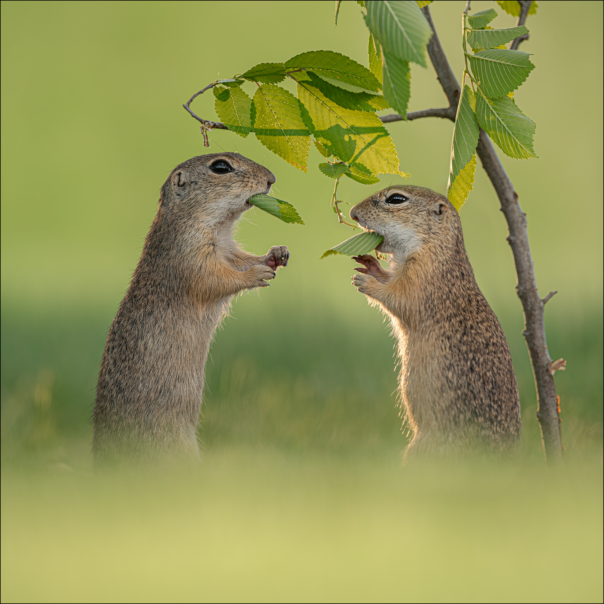 dinner for two