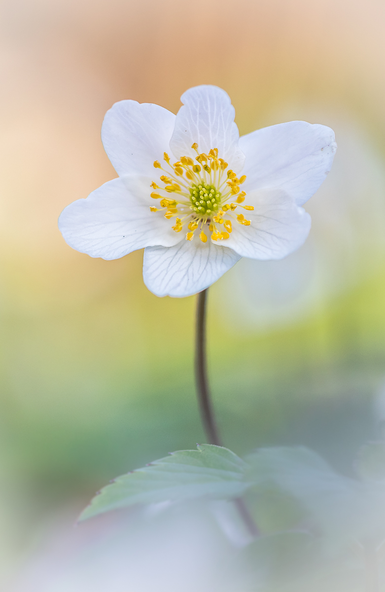 Miss Buschwindröschen 2026