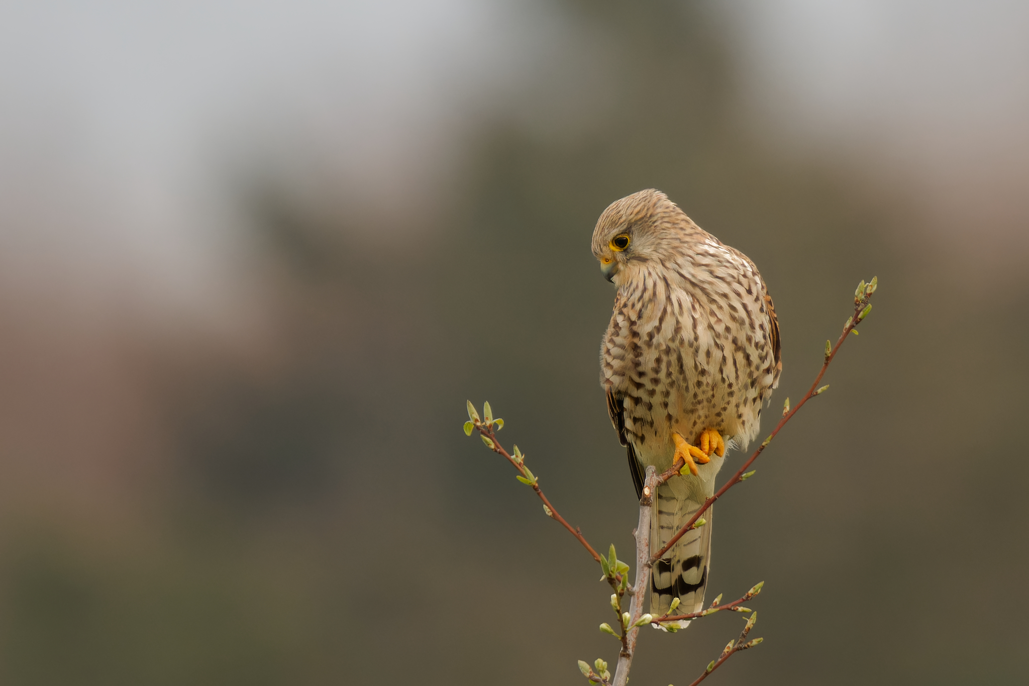Turmfalke