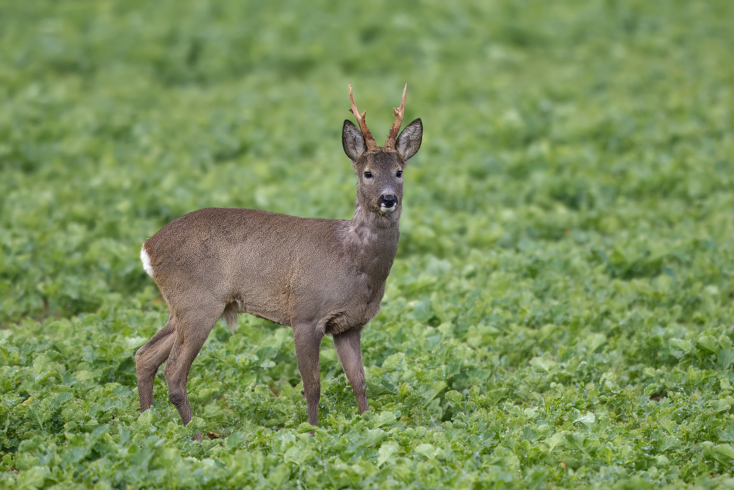 Sechserbock