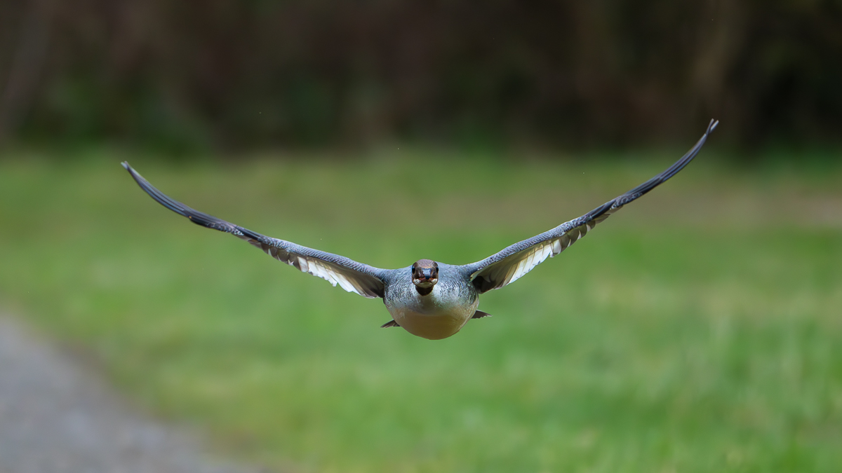 Gänsesäger Direktanflug