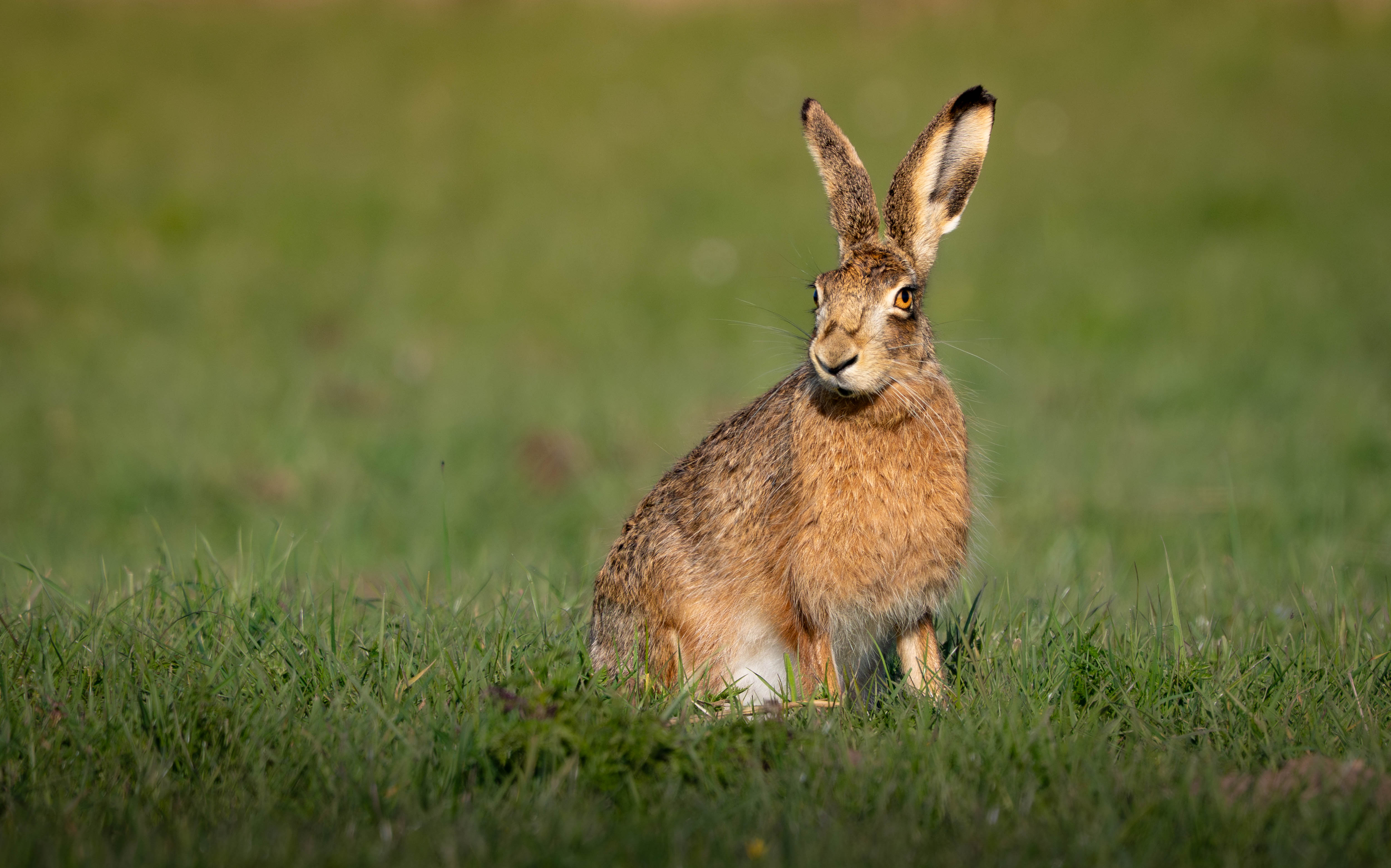 Osterhase