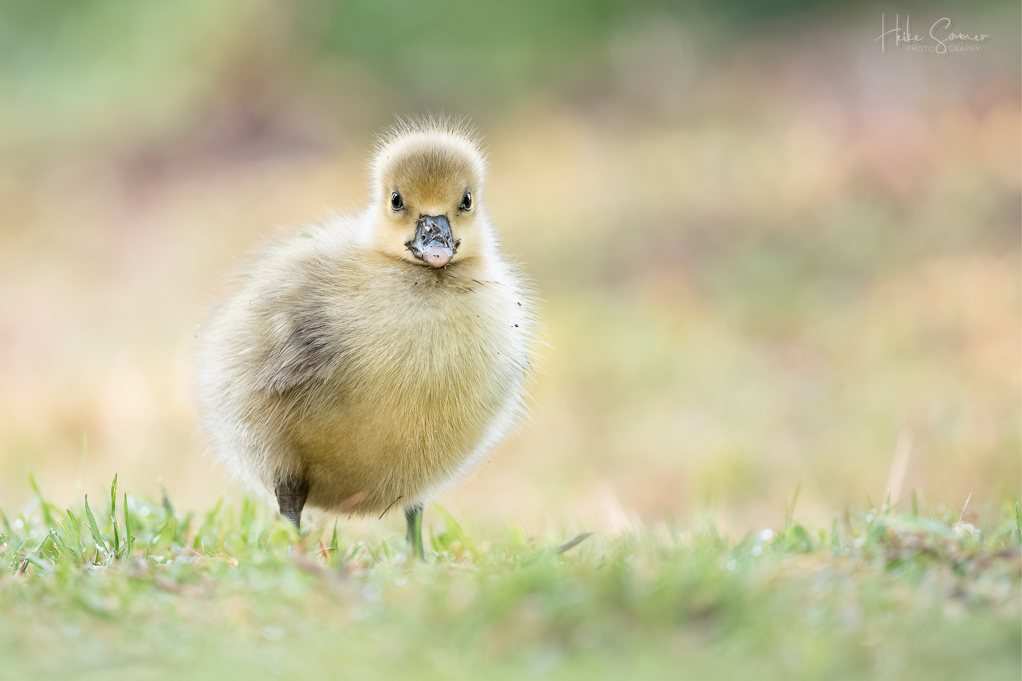 Frohe Ostern!